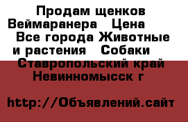 Продам щенков Веймаранера › Цена ­ 30 - Все города Животные и растения » Собаки   . Ставропольский край,Невинномысск г.